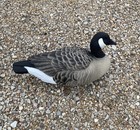 Final Approach Canadian Goose Plastic Decoy Duck Hunting Bird Decoy