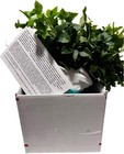 Pachysandra Terminalis 100 Bare Root Plants