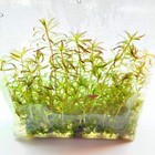 Ludwigia Pantanal Vitro Culture   Apf Aquarium Plants Factory  