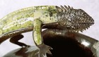 Los Castillos Iguana Handle Pitcher Jug Silver Plate Green Stone Larger Size 15 