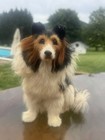 Long Haired Collie Dog Realistic 10    Lifelike Figurine   Made With Goat Hair