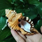 Large Cymatium Lotorium Triton Natural Seashell Rare Real Beach Home Dec 4-5  In