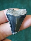Black Bargain Great White Shark Tooth  Florida Fossils Teeth