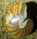 Nautilus Cephalopod Polished Fossil