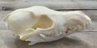 Coyote Skull Authentic Montana Coyote Skull  2 Grade