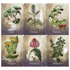 Magickal Herb Oracle Card Deck By Cheralyn Darcey  36 Cards   Guidebook