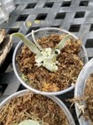 Platycerium Pedro Tatsuta