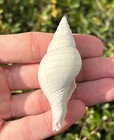 Florida Fossil Gastropod Fasciolaria Rhomboidea Pliocene Age Tulip Shell