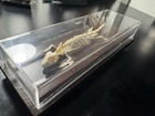 Real Lizard Skeleton In Display Case