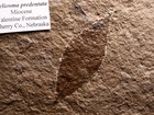 Prepared To Flatter Leaf Fossil  Cherry Co   Nebraska