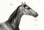 Horse Barb  Barbary Coast Africa  Rare Antique 1840s Fine Copper Engraving Print