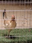 Poultry Gamefowl Chicken Hatching  eggs  