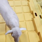 Vtg Breyer Charolais Bull Alabaster Plastic 1 16 Scale  360 Figure Retired Cm