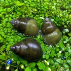 6 Large Japanese Trapdoor Snails Live Freshwater Aquarium Pond Koi Fish Cleaner