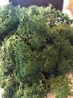 Reindeer Moss  3 Colors  You Chose  Preserved Moss 2oz For Crafts   Plants 80g