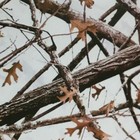 Hydrographic Film Lost Winter Camouflage Camo Hydro Dipping 7  X 20  Hydro Dip