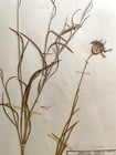 Antique Herbarium Pressed Botanical Specimen  1900s Cornflower 15  X 10 
