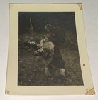 Rare Antique Vintage American Cute Pet Animal Spaniel Dog Trick Snapshot Photo 