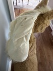 Hasbro Butterscotch Furreal Friends Large Pony Horse Interactive Sit On - Used
