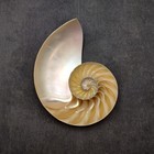 Natural Nautilus Seashell Left Cut Single Half  1 Half Shell Approx  5  Inches 