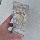 Polished Petrified Wood Slab Cross Section Fossil Slice Specimen Blue Gray Tan