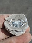 Pulalius Vulgaris Crab Fossil Specimen Washington State