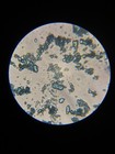 Genuine Manganese Blue  pb33  - 100g Dry Pigment