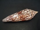 World Famous   conus Milneedwardsi 142 3mm   south Africa Seashell