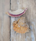 Lot Of 2 Natural Sea Shells Beach Comber Wedding Nautical Coastal Decor Crafts 3