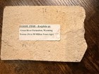 Fossil Fish Green River Formation Wyoming