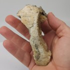 Ruck s Pit Calcite Clam Fossil - Mercenaria Permagna - Ft  Drum  Florida