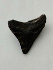 Authentic 2 5  Megalodon Shark Tooth Fossil Prehistoric Shark Teeth Ancient