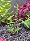 Hygrophila Pinnatifida - 1 Plant - Live Aquatic Plants - Freshwater Fishtank