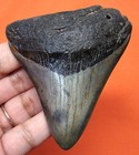 Megalodon Shark Tooth - Real Fossil - 3 - Shark Teeth Megladon - No Restorations