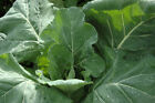 Collards Champion Heirloom 100  Seeds 100  Organic Non Gmo Grown In Usa