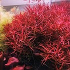 Ludwigia Arcuata Live Aquarium Plants Needle Leaf