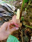 1 Amorphophallus  rare New Pink   not Bulbifer  Thailand Voodoo Lily Aroid Small