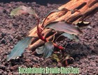 Bucephalandra Brownie Ghost Zeus Live Aquatic Plant Aquarium Plants Freshwater