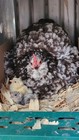 6  Npip Fluffy Bantam Cochin Hatching Eggs  Assorted Colors  See Pictures Please
