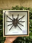 Real Tarantula Taxiderm Framed Spider Bug Specimen In Box Display Exotic Insect