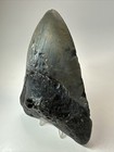 Megalodon Shark Tooth 6 10 Inch Massive - Authentic Fossil - Black - Real 18473