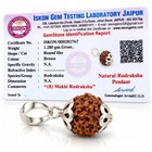 8 Mukhi Rudraksha Original Natural Bead With Lab Certificate Report