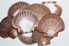 20-mexican Flat Seashells beach Decor coastal Accents gifts bath Decor ss-180
