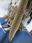 Rattlesnake Skin Prairie Rattle Snake Hide Soft Tanned Wrap Pen Blanks 41 In  T3