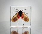 Spotted Lanternfly In Resin  Tiny Insect In Resin  Oddities  Lycorma Delicatula