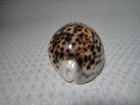 Large Tiger Cowrie Cypraea Tigris Leopard Pattern Seashell 4   Shell