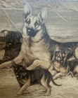 German Shepherd Mother   8 Pups Print Custom Framed Vintage Dog Breeder Art