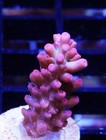 Strawberry Shortcake Acropora Frag Zoanthids Sps Lps Corals  1 Inch