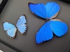 Framed Blue Morpho Butterfly Taxidermy  Brazil  Entomology Display  8x10 Inches 