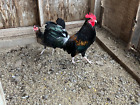 7  Brassback Boocher Gamefowl Hatching Eggs